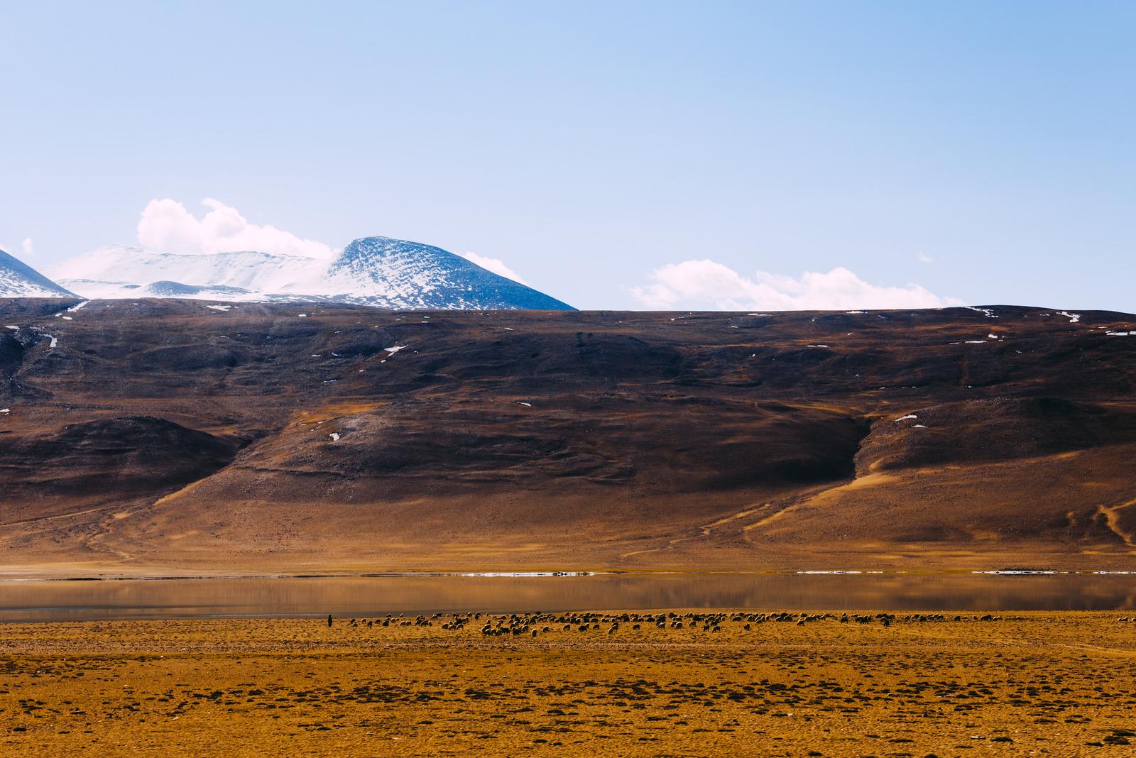 Herds by Kyagar Tso