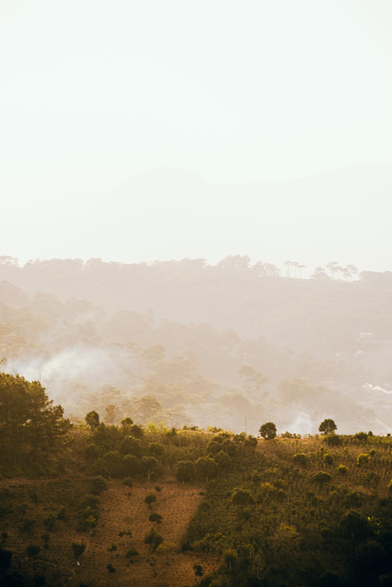 Tree Spots upon the Hill